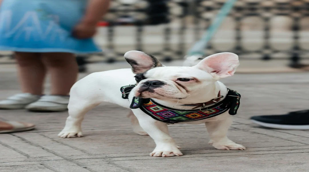 Harnais pour chien : le guide complet