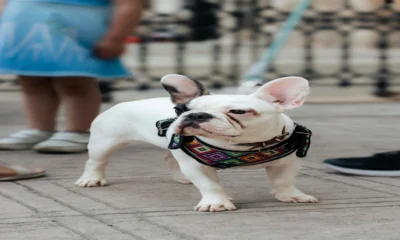 Harnais pour chien : le guide complet
